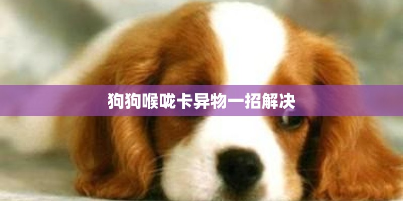 狗狗喉咙卡异物一招解决
