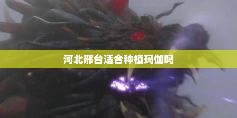 河北邢台适合种植玛伽吗