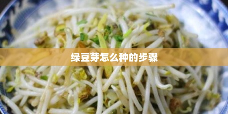 绿豆芽怎么种的步骤