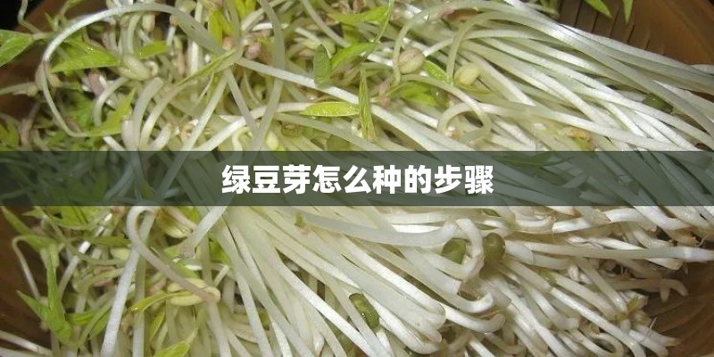 绿豆芽怎么种的步骤