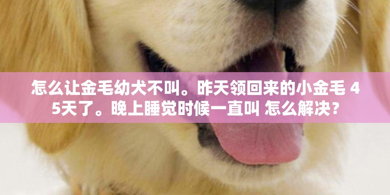 怎么让金毛幼犬不叫。昨天领回来的小金毛 45天了。晚上睡觉时候一直叫 怎么解决？