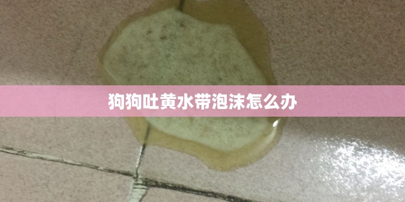 狗狗吐黄水带泡沫怎么办 狗狗吐黄水带泡沫怎么办
