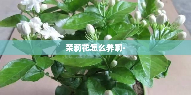 茉莉花怎么养啊-