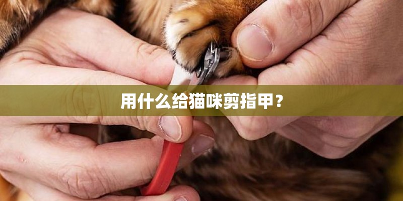 用什么给猫咪剪指甲？