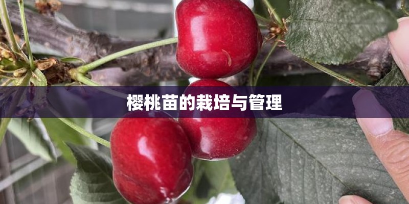 樱桃苗的栽培与管理 樱桃苗的栽培与管理