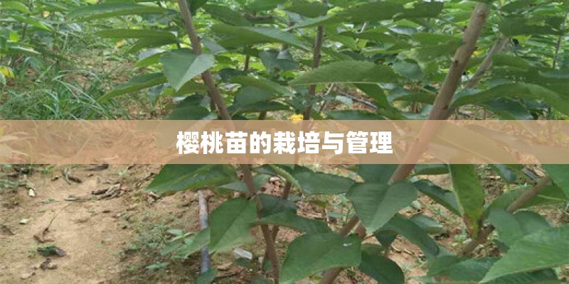 樱桃苗的栽培与管理 樱桃苗的栽培与管理
