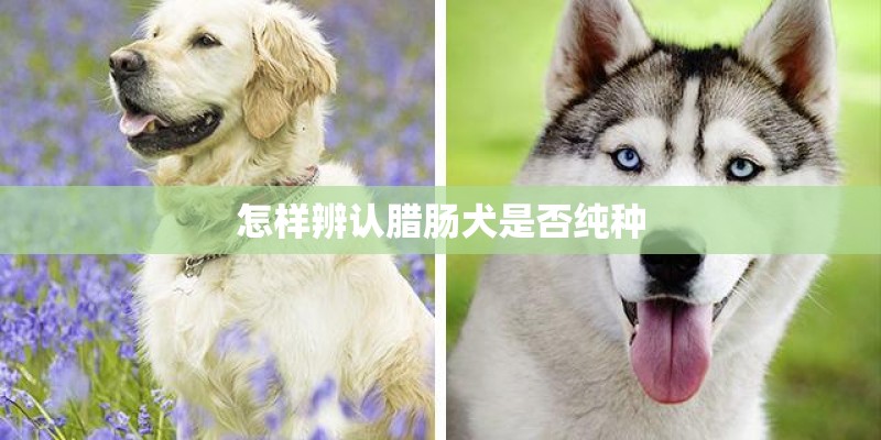 怎样辨认腊肠犬是否纯种