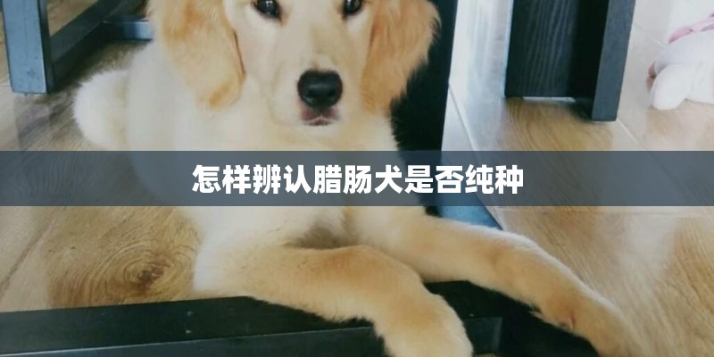 怎样辨认腊肠犬是否纯种
