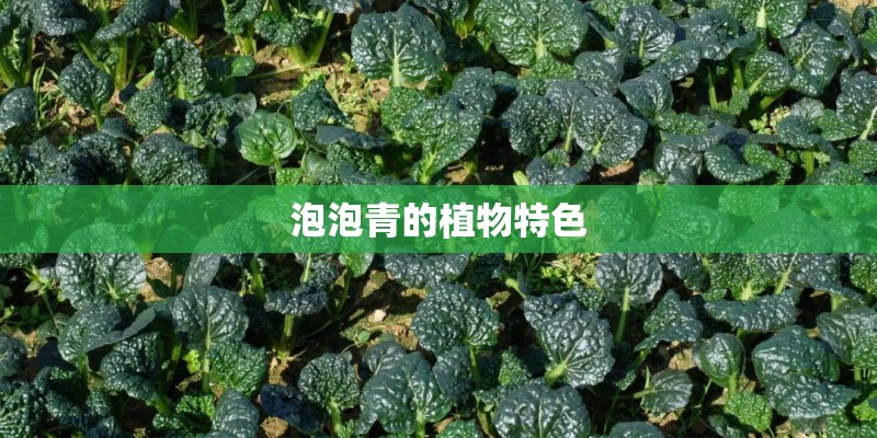 泡泡青的植物特色