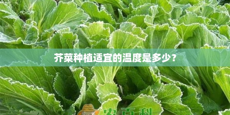 芥菜种植适宜的温度是多少？