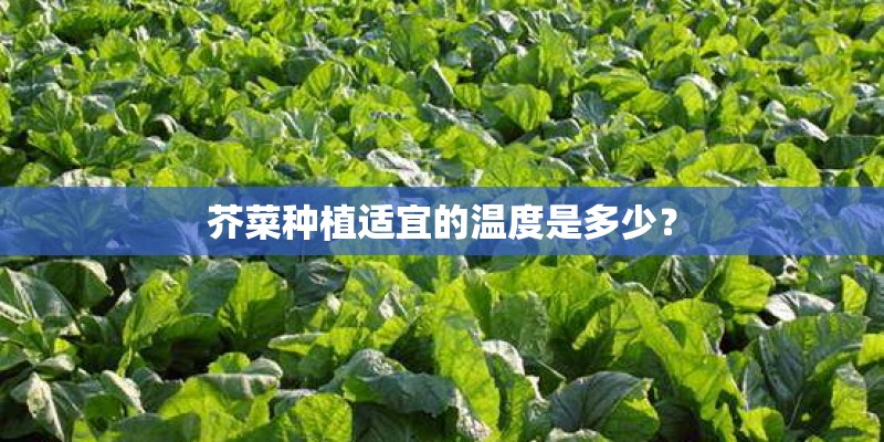 芥菜种植适宜的温度是多少？