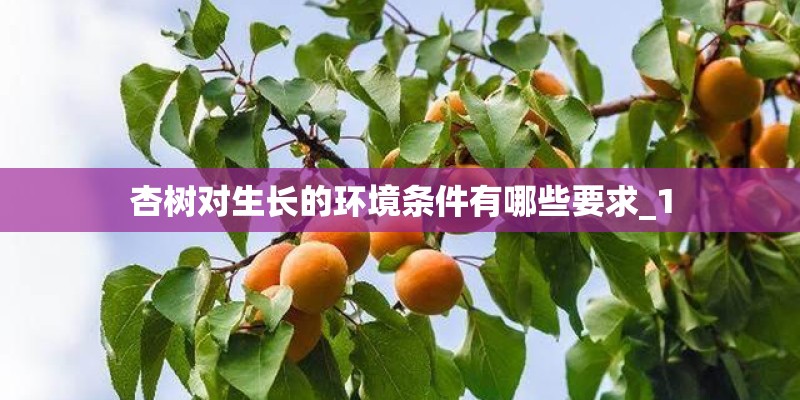 杏树对生长的环境条件有哪些要求_1