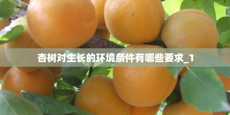 杏树对生长的环境条件有哪些要求_1