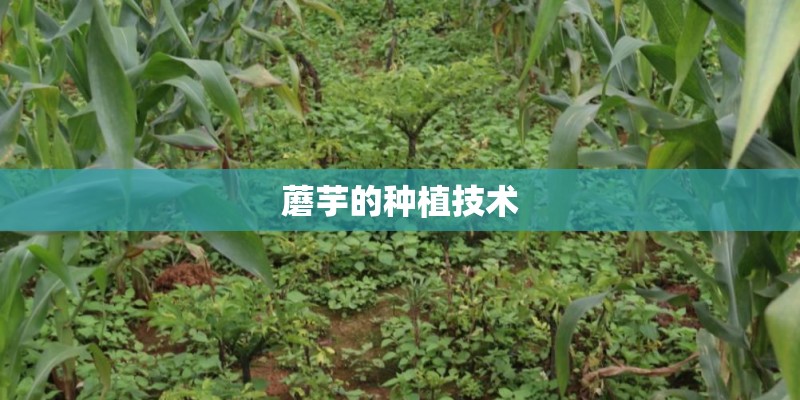 蘑芋的种植技术