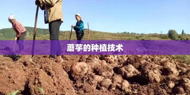 蘑芋的种植技术