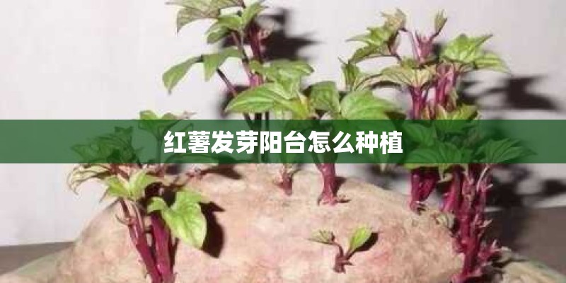 红薯发芽阳台怎么种植