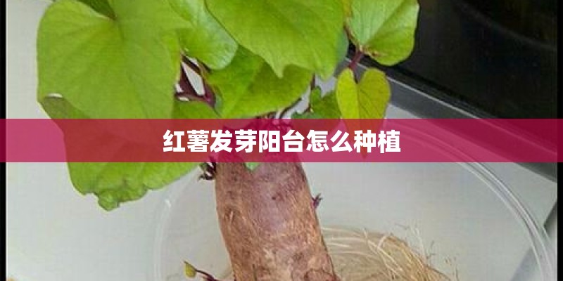 红薯发芽阳台怎么种植