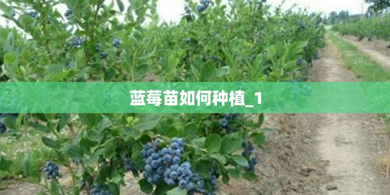 蓝莓苗如何种植_1