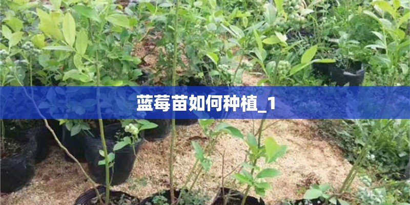 蓝莓苗如何种植_1 蓝莓苗如何种植_1