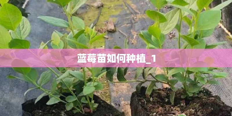 蓝莓苗如何种植_1 蓝莓苗如何种植_1