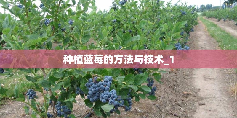 种植蓝莓的方法与技术_1