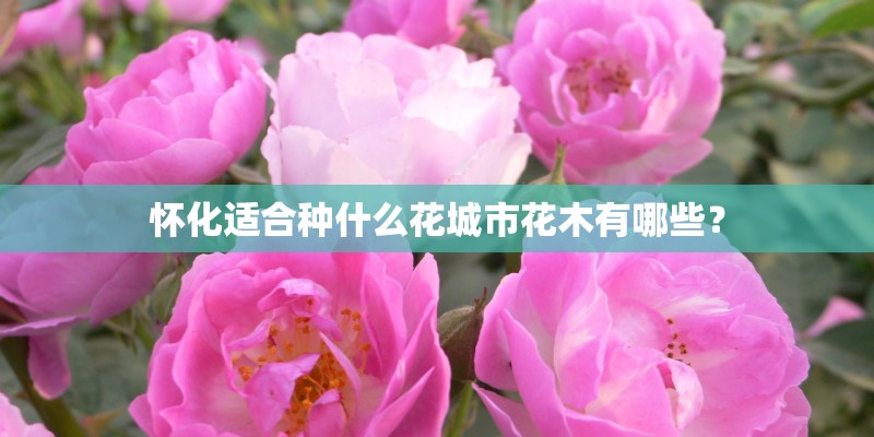 怀化适合种什么花城市花木有哪些？