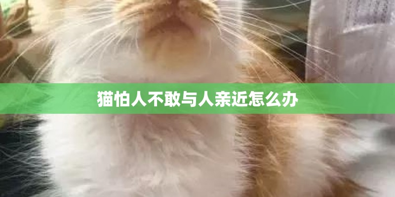 猫怕人不敢与人亲近怎么办