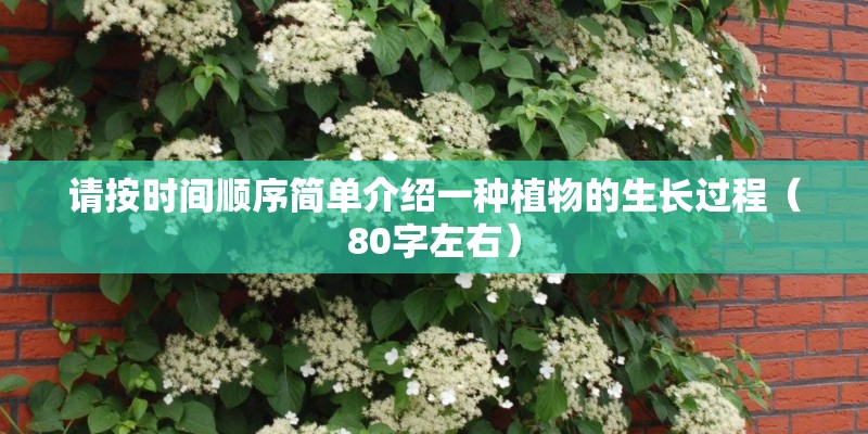 请按时间顺序简单介绍一种植物的生长过程(80字左右) 请按时间顺序简单介绍一种植物的生长过程(80字左右)