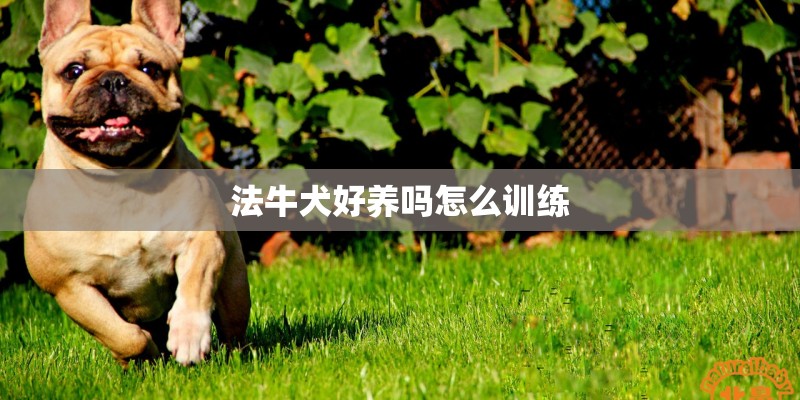 法牛犬好养吗怎么训练