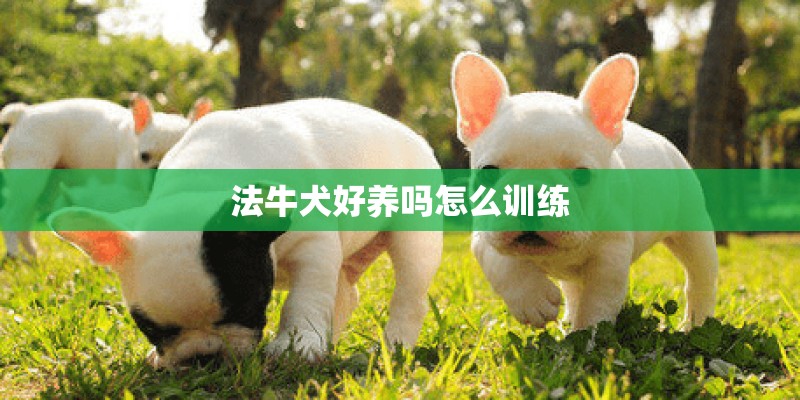 法牛犬好养吗怎么训练