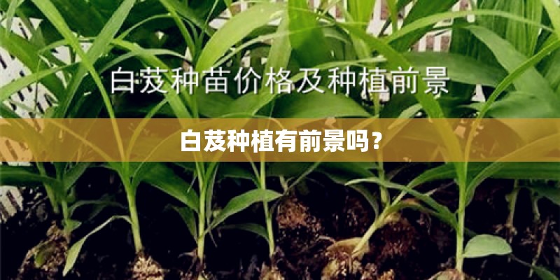 白芨种植有前景吗？