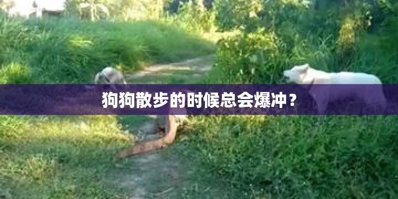 狗狗散步的时候总会爆冲？