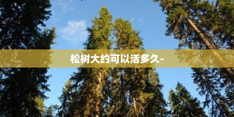 松树大约可以活多久-