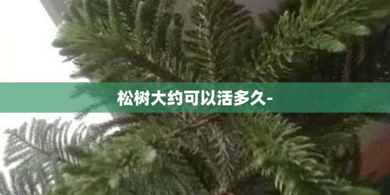 松树大约可以活多久-