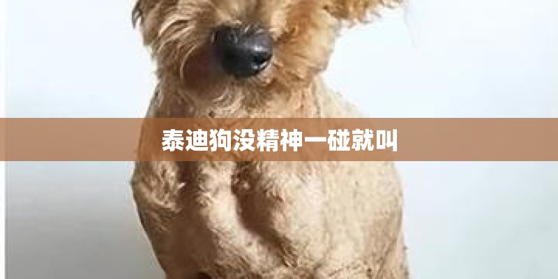泰迪狗没精神一碰就叫