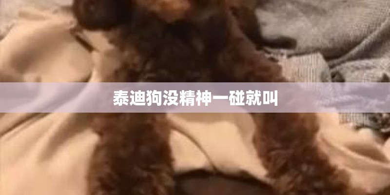 泰迪狗没精神一碰就叫