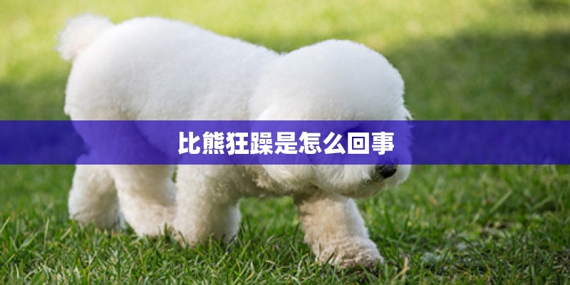 比熊狂躁是怎么回事