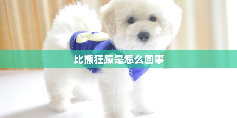 比熊狂躁是怎么回事