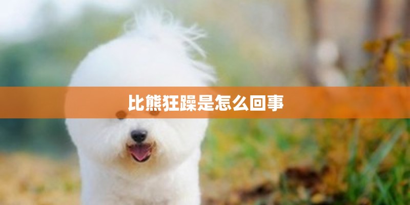 比熊狂躁是怎么回事