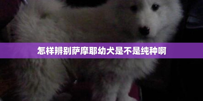 怎样辨别萨摩耶幼犬是不是纯种啊