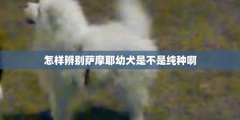 怎样辨别萨摩耶幼犬是不是纯种啊
