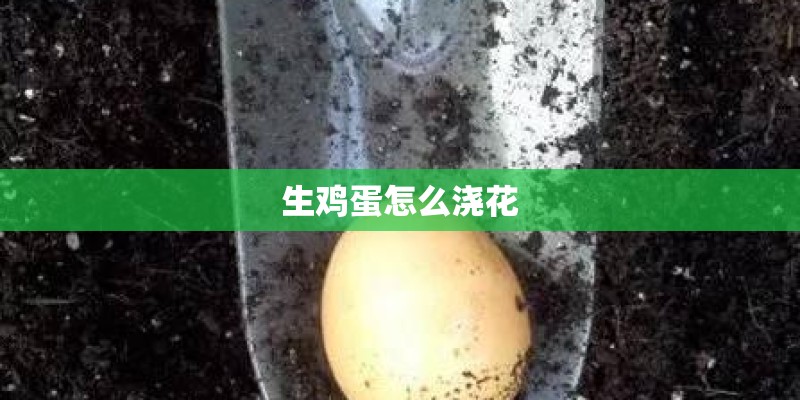 生鸡蛋怎么浇花 生鸡蛋怎么浇花