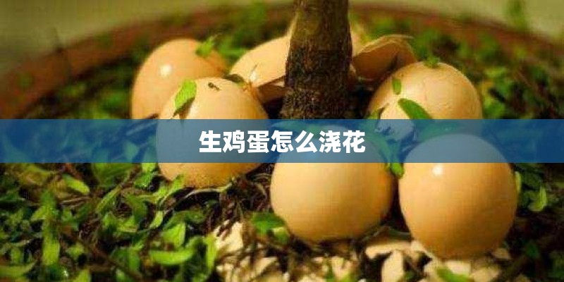 生鸡蛋怎么浇花 生鸡蛋怎么浇花