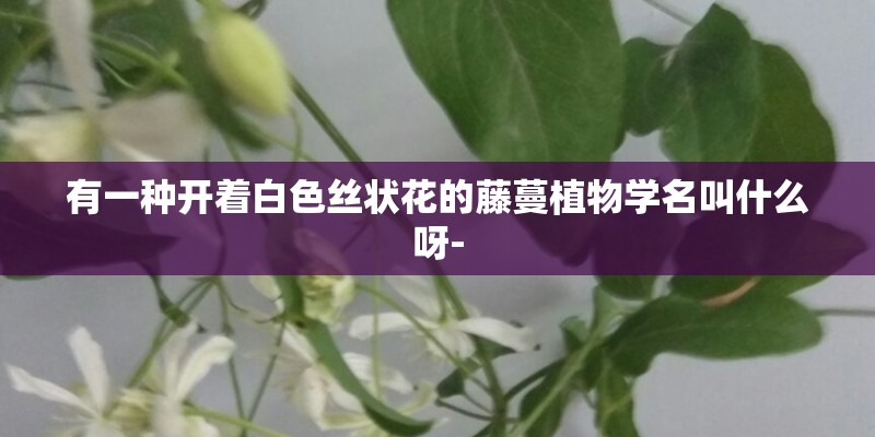 有一种开着白色丝状花的藤蔓植物学名叫什么呀-