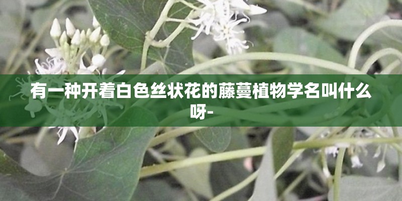 有一种开着白色丝状花的藤蔓植物学名叫什么呀-