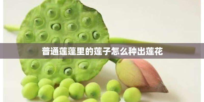 普通莲蓬里的莲子怎么种出莲花