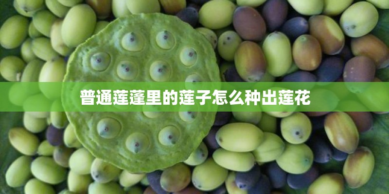 普通莲蓬里的莲子怎么种出莲花