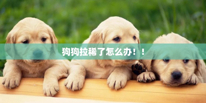 狗狗拉稀了怎么办！！