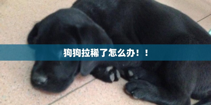 狗狗拉稀了怎么办！！