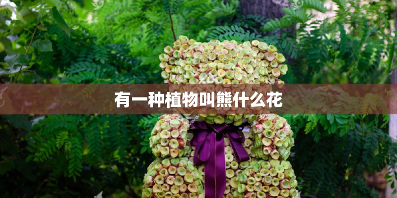 有一种植物叫熊什么花